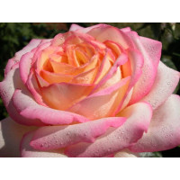 Rosa ´Peace´ / Růže čajohybrid, keř, BK