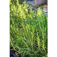 Rosmarinus off. ´Abraxas´/ Rozmarýn, 15-20 cm, K7