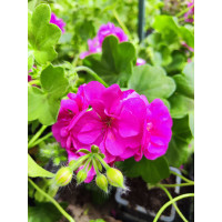 Pelargonium peltatum ´Rosy´ / Pelargonie převislá , bal. 6 ks, 6x K7