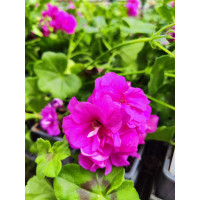 Pelargonium peltatum ´Rosy´ / Pelargonie převislá , bal. 3 ks, 3x K7