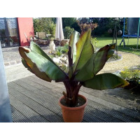 Ensete ventricosum cv. maurellii / Červenolistý banánovník, K10,5