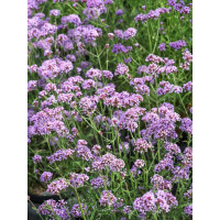Verbena bonariensis ´Royal Dreams´/ Sporýš argentinský, K9