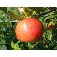 Malus domestica ´Rubinola´ / Jabloň, M26