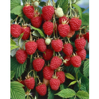 Rubus idaeus ´Autumn Bliss´ / Maliník červený, 40-60 cm, K12