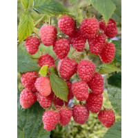 Rubus idaeus ´Delniwa´  / Maliník červený, 80-100 cm, K9, upravené řezem