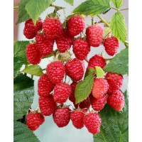 Rubus idaeus ´Himbo Top´  / Maliník červený, 60/80, K12