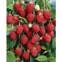 Rubus idaeus ´Glen Ample´ / Maliník červený, VK