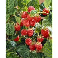 Rubus idaeus ´Meeker´ / Maliník červený, 40/60, K12