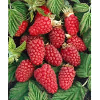 Rubus idaeus ´Polana´ / Maliník červený, K9