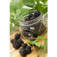 Rubus fruticosus Arapaho´® / Beztrnná ostružina, K11