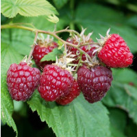 Rubus idaeus ´Summer Lovers® Early´  / Maliník červený, K9