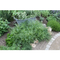 BIO Diplotaxis tenuifolia / Rukola, K12