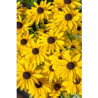 Rudbeckia x hybrida Summerdaisy´s® ´Golden Sun´/ Třapatka, K9