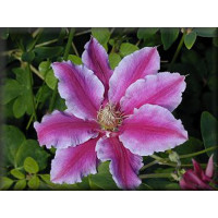 Clematis ´Dr. Ruppel´ / Plamének, K9