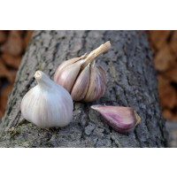 Allium sativum ´Rusinka´ / Sadbový česnek , bal. 3 hlaviček, 125 g