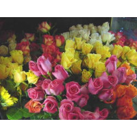 Rosa mix / Kolekce ušlechtilých růží, bal. 3 keříků, 3xBK