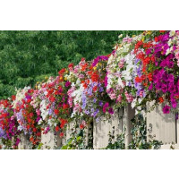 Kolekce 18 rostlin pro sluneční balkon, bal. 18 ks sadbovačů