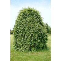 Salix caprea ´Kilmarnock´ / Vrba jíva, 150 cm kmínek, C10
