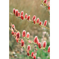 Salix gracilistyla ´Mount Aso´ / Vrba růžová, 60-80 cm, keř, C4
