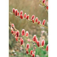 Salix gracilistyla ´Mount Aso´ / Vrba růžová, 40-60 cm, keř, C3