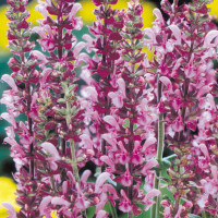 Salvia x superba ´Lyon Rose´ / Šalvěj, C1,5