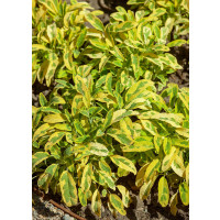 Salvia officinalis ´Icterina´ / Šalvěj lékařská , K9