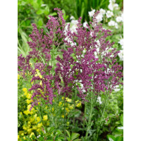 Salvia nemorosa ´Schwellenburg´ / Šalvěj hajní, C1