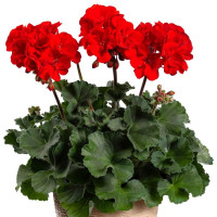 Pelargonium zonale ´pac®Samara´  / Muškát kroužkovaný, bal. 6 ks sadbovačů
