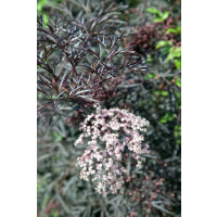 Sambucus nigra ´Eva Black Lace´/ Bez černý, 30-40 cm, C3