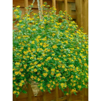 Sanvitalia proc. ´Solaris´® / Sanvitálie poléhavá / Vitálka, bal. 6 ks sadbovačů