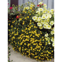 Sanvitalia proc. PW® Superbini / Sanvitálie poléhavá / Vitálka, bal. 3 ks, 3x K7