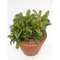 Rumex sanguineus BIO / Šťovík červenolistý, K12