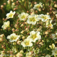 Saxifraga x arendsii 'Alpino Early Lime'/ Lomikámen, K9