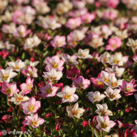 Saxifraga x arendsii 'Alpino Early Magic Salmon'/ Lomikámen, K9
