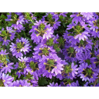 Scaevola Ventia Blue / Vějířovka, bal. 3 ks, 3x K7