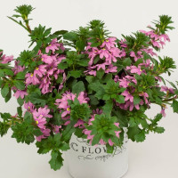 Scaevola ´Ventia Rose´ / Vějířovka, bal. 6 ks, 6x K7