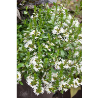 Scaevola aemula Ventia White / Vějířovka, bal. 6 ks, 6x K7