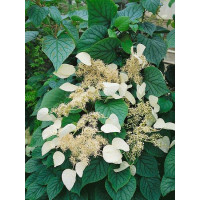 Schizophragma hydrangeoides ´Moonlight´ / Popínavá hortenzie , 40-50-cm, C3