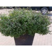 Mentha x piperita Chocolate BIO / Čokoládová máta, K12