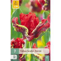Tulipa ´Seadow Parrot´ / Tulipán, bal. 7 ks, 11/12