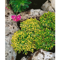 Sedum acre ´Yellow Queen´ / Rozchodník ostrý, K9