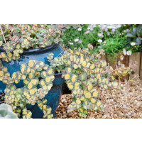 Sedum sieboldii ´Mediovariegatum´ / Rozchodník Sieboldův, K14