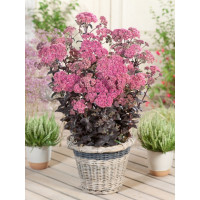 Sedum ´Jose Aubergine´ / Rozchodník, K9