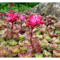 Sedum spurium ´Purpurteppich´ / Purpurový rozchodník, K9