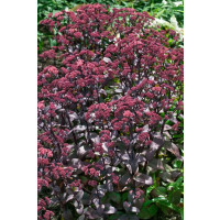 Sedum ´Xenox´ / Rozchodník, K9