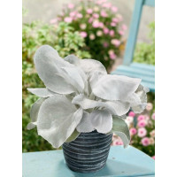 Senecio ´Angel Wings´ / Starček , 25-30 cm, C2