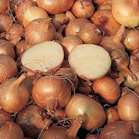 Cibule šalotka 'Golden Gourmet', bal. 0,25 kg, 8/16 mm