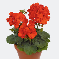 Pelargonium zonale ´Shocking Orange´ / Pelargonie páskatá , bal. 3 ks, 3x K7