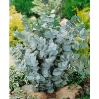 Eucalyptus cinerea ´Silver Dollar´ / Blahovičník popolavý / Eukalyptus, K7