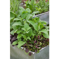 Smallanthus sonchifolius´Inka Red´, Yakon / Jakon, K12